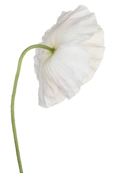 Studio Shot White Colored Poppy Flower Izolované Bílém Pozadí Velká — Stock fotografie