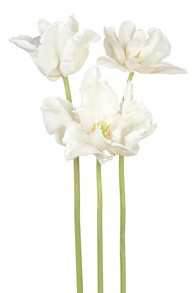 Studio Girato Fiori Tulipano Bianco Colorato Isolato Sfondo Bianco Ampia — Foto Stock