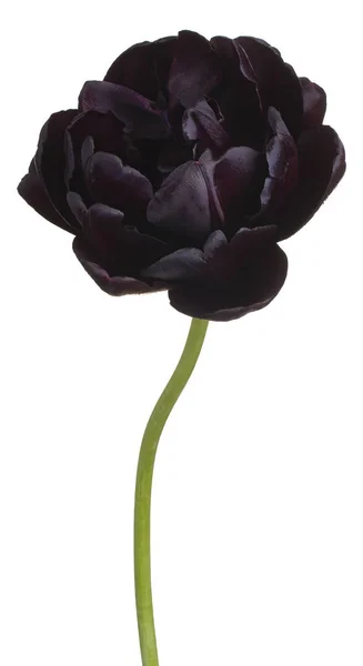 Studio Shot Black Colored Tulip Flower Izolowane Białym Tle Duża — Zdjęcie stockowe