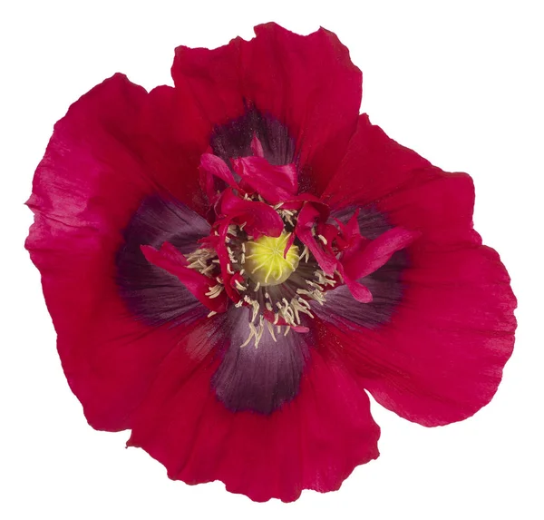 Studio Shot Von Rot Gefärbten Mohn Blume Isoliert Auf Weißem — Stockfoto