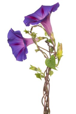 Studio Shot of Blue Colored Morning Glory Flowers Isolated on White Background. Large Depth of Field (DOF). Macro. Close-up. clipart