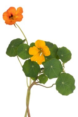 Stüdyo Portakal Renkli Nasturtium Çiçekleri Beyaz Arkaplanda İzole Edildi. Geniş Alan Derinliği (DOF). Makro. Yakın plan..