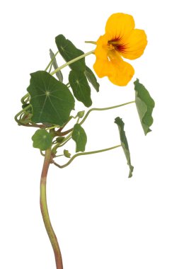 Stüdyo Sarı Renkli Nasturtium Çiçeği Beyaz Arkaplanda İzole Edildi. Geniş Alan Derinliği (DOF). Makro. Yakın plan..