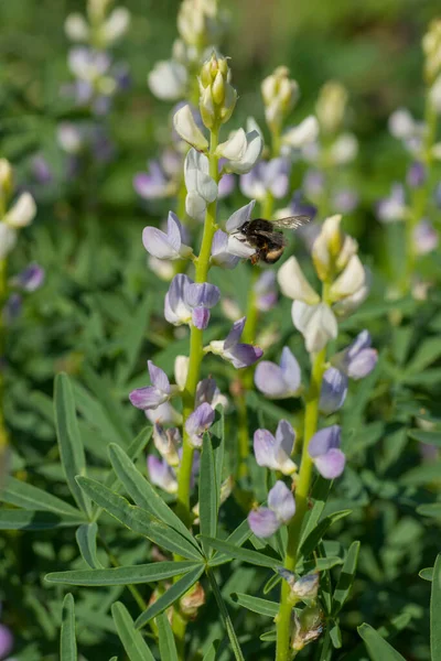 Odlade Lupin Blommande Växter Fältet Lupinus Angustifolius Jordbruk — Stockfoto