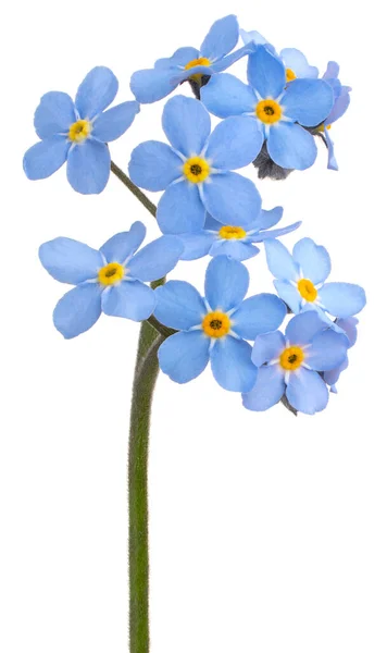 Studio Shot Blue Colored Forget Flower Isolado Fundo Branco Grande — Fotografia de Stock