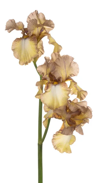 Studio Shot Brown Colored Iris Flower Isolated White Background Large — Stock Photo, Image