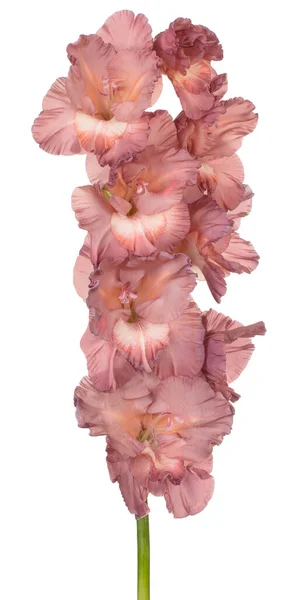 Studioaufnahme Einer Braunen Gladiolenblüte Isoliert Auf Weißem Hintergrund Schärfentiefe Dof — Stockfoto