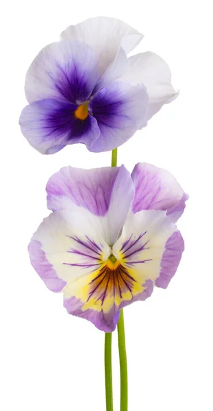 Studio Shot Multicolored Pansy Flowers Geïsoleerd Witte Achtergrond Grote Velddiepte — Stockfoto