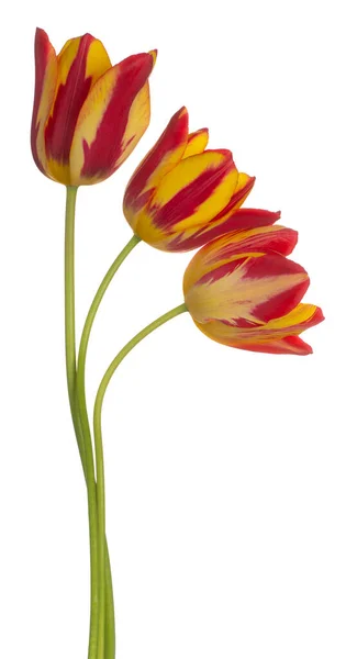Studio Shot Red Yellow Colored Tulip Flowers Isolated White Background — Stock Photo, Image