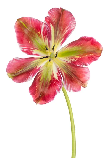 Studio Shot Flor Tulipán Color Rojo Verde Aislado Sobre Fondo —  Fotos de Stock