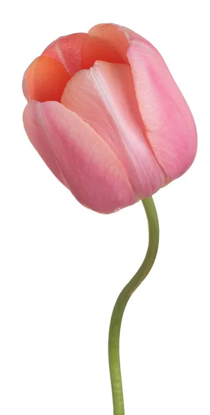 Estúdio Tiro Cor Rosa Flor Tulipa Isolado Fundo Branco Grande — Fotografia de Stock