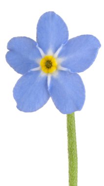 Stüdyo Mavi Renkli Unutma Beni Çiçeği Beyaz Arkaplanda İzole Edildi. Geniş Alan Derinliği (Dof). Makro. Yakın plan..