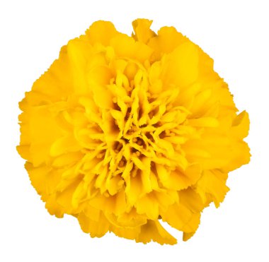 Sarı Renkli Fransız Marigold Çiçeği 'nin Stüdyo Çekimi Beyaz Arkaplanda İzole Edildi. Geniş Alan Derinliği (Dof). Makro. Yakın plan..