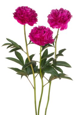 Magenta Renkli Şakayık Çiçekleri 'nin Stüdyo Çekimi Beyaz Arkaplanda İzole Edildi. Geniş Alan Derinliği (DOF). Makro. Yakın plan..