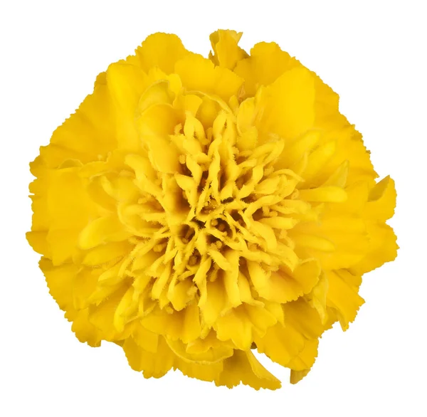 Studio Shot Yellow Colored French Marigold Flower Isolated White Background — 스톡 사진