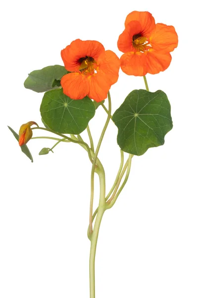 스튜디오 오렌지 Nasturtium Flower 화이트 그라운드에서 자기장 Dof 매크로 클로즈업 — 스톡 사진