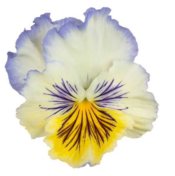 Studio Shot Blue Yellow Colored Pansy Flower Aislado Sobre Fondo —  Fotos de Stock