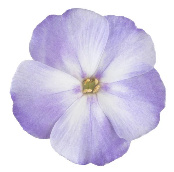 Studio Shot Blue Colored Phlox Flower Isolado Fundo Branco Grande — Fotografia de Stock