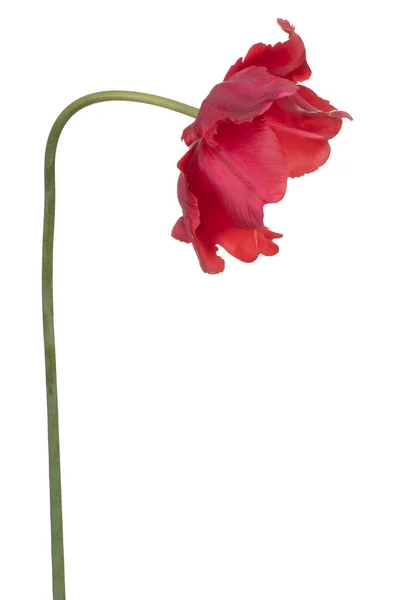 Studio Shot Red Colored Tulip Flower Terisolasi White Background Large — Stok Foto