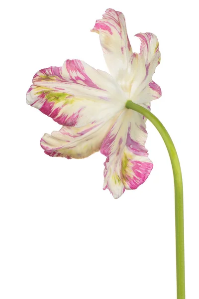 Estúdio Tiro Flor Tulipa Multicolorida Isolado Fundo Branco Grande Profundidade — Fotografia de Stock