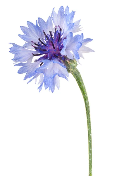 Mavi Renkli Çiçek Stüdyosu Beyaz Arkaplanda Zole Edildi Geniş Alan — Stok fotoğraf
