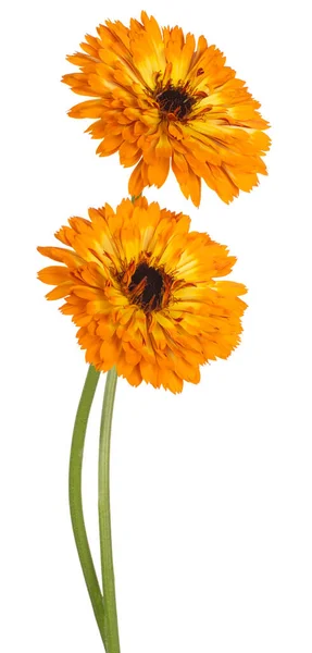 스튜디오 에서는 배경에 분리되어 주황색 꽃들을 찍었다 범위의 Dof 매크로 — 스톡 사진