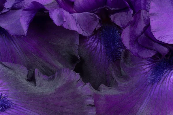 Mor Renkli Iris Çiçeklerinin Stüdyo Çekimi Makro Yakın Plan — Stok fotoğraf