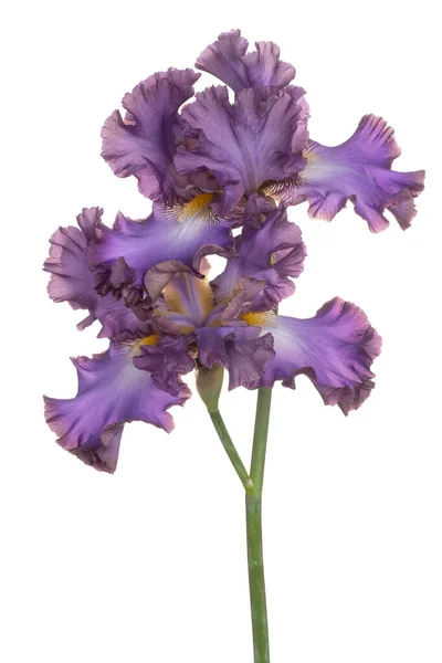 Studio Skott Flerfärgad Iris Blomma Isolerad Vit Bakgrund Stort Djup — Stockfoto