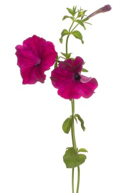 Fuchsia Renkli Petunya Çiçekleri 'nin Stüdyo Çekimi Beyaz Arkaplanda İzole Edildi. Geniş Alan Derinliği (Dof). Makro. Yakın plan..