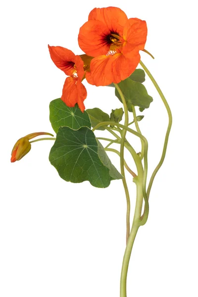 Studio Shot Orange Colored Nasturtium Flower Aislado Sobre Fondo Blanco —  Fotos de Stock