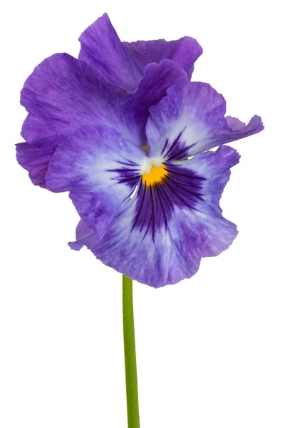 Studio Skott Blå Färgade Pansy Flower Isolerad Vit Bakgrund Stort — Stockfoto