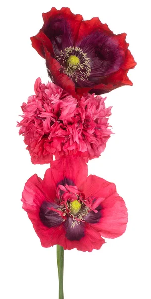 Studio Shot Red Purple Colored Poppy Flowers Isolated White Background — Stock Photo, Image
