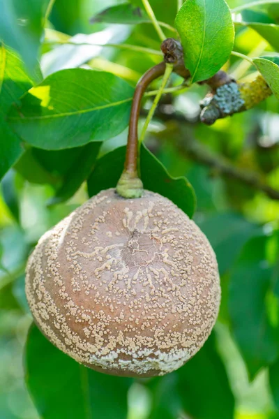 兰花中单胞菌感染梨果属植物 — 图库照片