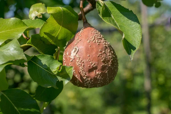 Owoce Gruszki Zakażone Chorobą Grzybiczą Monilia Fructigena Sadzie Makro — Zdjęcie stockowe