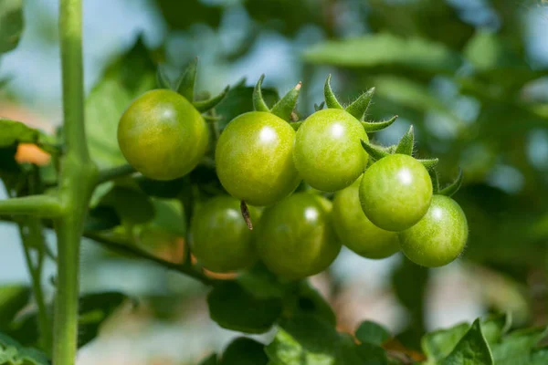 Tomatplantor Med Frukt Odlas Växthus Makro — Stockfoto