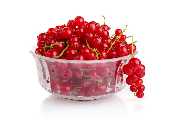 Rip groselha vermelha frutas isoladas em branco — Fotografia de Stock