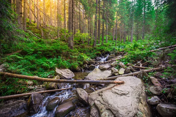 Ahşap dağ nehir. Ukraynalı Karpatlar.