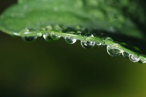 Dew drops on leaves — Stock Photo, Image