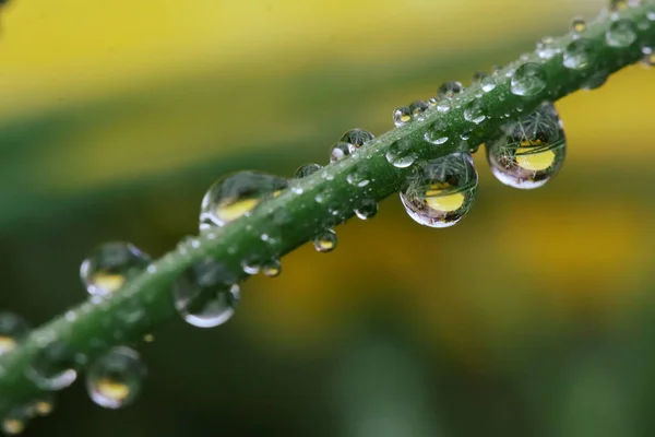 Gotas de orvalho em folhas Imagens De Bancos De Imagens