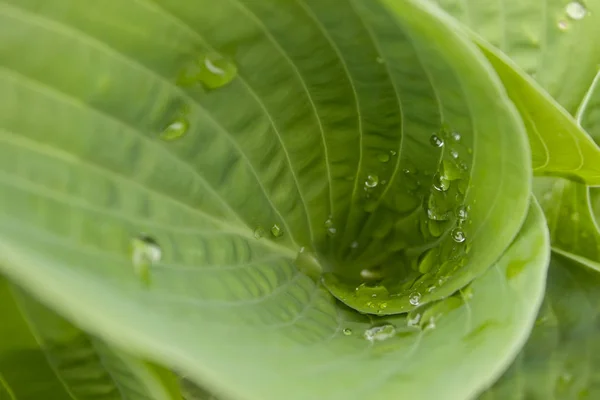Twisted gröna blad — Stockfoto
