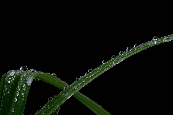 Drops of dew on black — Stock Photo, Image