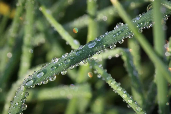 Dew on the grass — Stock Photo, Image