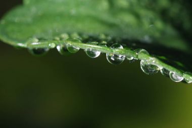 yapraklarda çiy damlaları