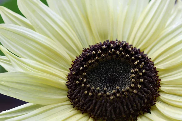 Sarı ayçiçeği makro arka plan bulanık ' — Stok fotoğraf