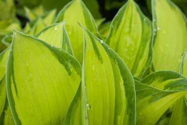 yeşil yapraklar arkaplan