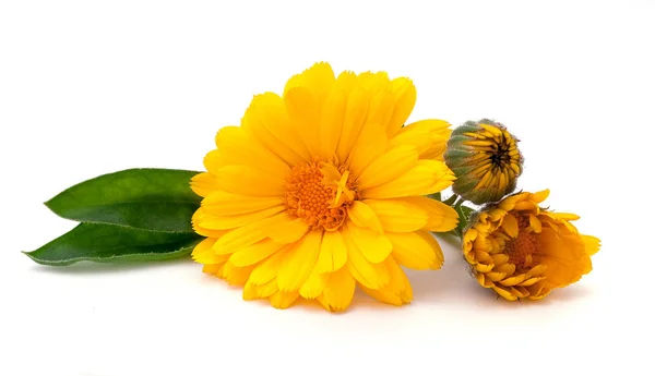 Flores de calêndula medicinais isoladas em branco — Fotografia de Stock