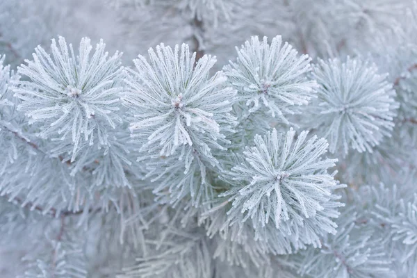 Winter pine branch — Stockfoto