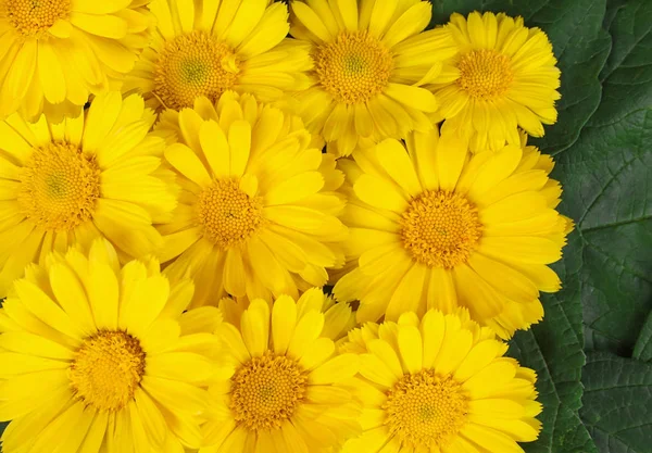 Calendula flowers and green leaves Stock Picture