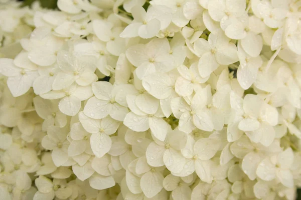 Zarte kleine Blüten Hortensie Makrofoto lizenzfreie Stockbilder