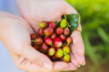 Kadın elinde kahve çekirdekleri 